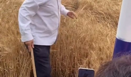 割麦子视频,汗水与收获的交响曲